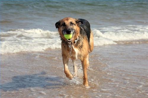 ¿Cuánto tiempo podrán perros viven con la enfermedad de Cushing?