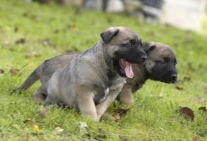 Los tratamientos para gusanos redondos en los cachorros