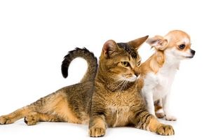Consejos sobre cómo entrenar a un cachorro y un gato a vivir juntos