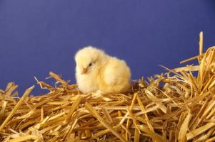 Cómo saber la diferencia entre macho y hembra bebé polluelos