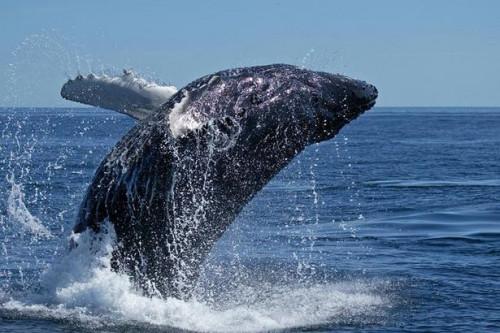 Cómo ver las ballenas en Puerto Vallarta