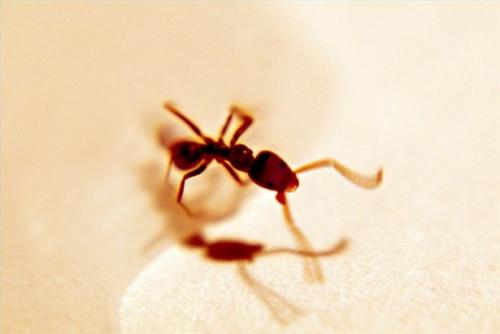 ¿Cómo deshacerse de las hormigas en los armarios