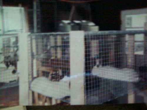 Cómo construir jaulas de los conejos comerciales
