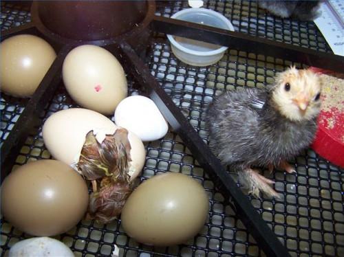 Cómo saber si un huevo va a tramar