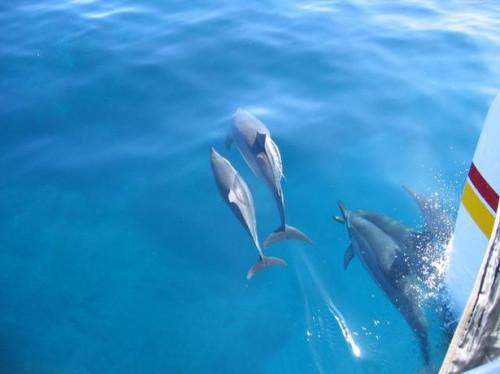 Cómo nadar con delfines en Kona Hawaii