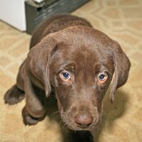 Signos y síntomas de la displasia de cadera en los perros