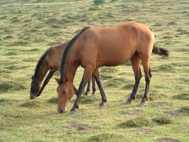 La historia de la ivermectina para los caballos