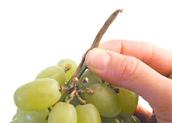 Cómo elegir las uvas