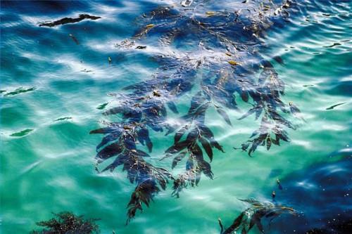 Cómo utilizar algas marinas en tratamientos de belleza hecho en casa