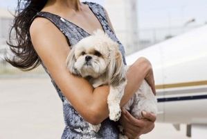 Cómo adoptar una mascota en el Dallas SPCA