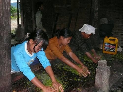 Como fermentar el té Oolong Fermentación