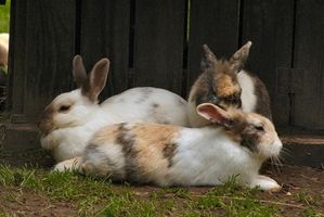 Cómo saber si un conejo es un macho o hembra