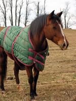 ¿Cómo elegir una manta de caballo de invierno?