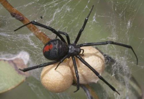 Cómo identificar las arañas de Australia