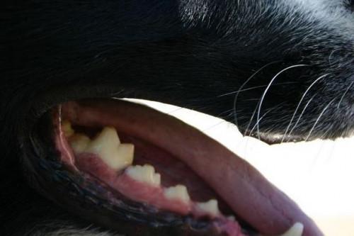 Cómo cuidar de los dientes de un perro