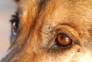 El control del dolor para los perros con cáncer
