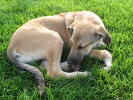 Los tratamientos de pulgas orgánicos para perros