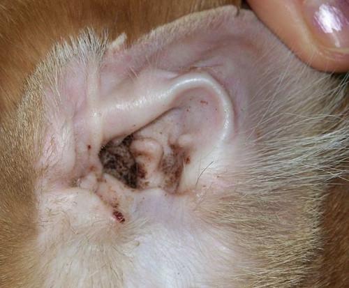 Las infecciones del oído gatos