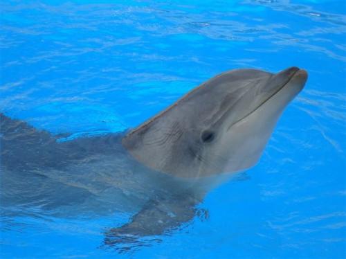 Donde nadar con delfines en Sarasota, Florida