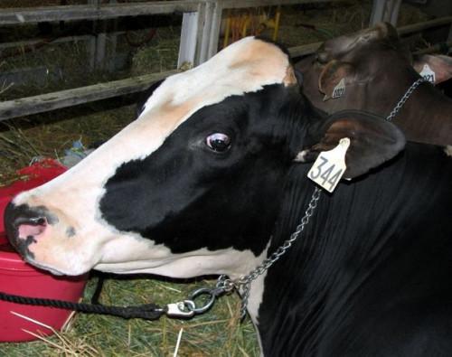 Datos de la vaca Holstein