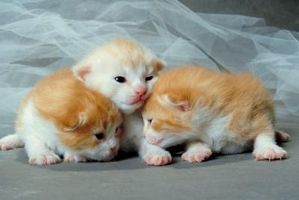 Procedimientos diarios para gatitos recién nacidos