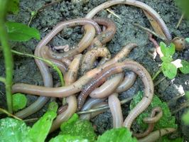 ¿Cómo los gusanos de tierra obtienen su alimento?