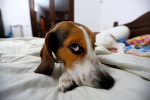 Acerca de Lesiones de la cola en los perros